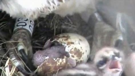 Third Osprey Chick Hatches In The Dyfi Valley Bbc News