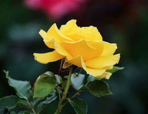 Photo Gratuite Rose Jaune Profil Fleur Pétales Image Gratuite Sur