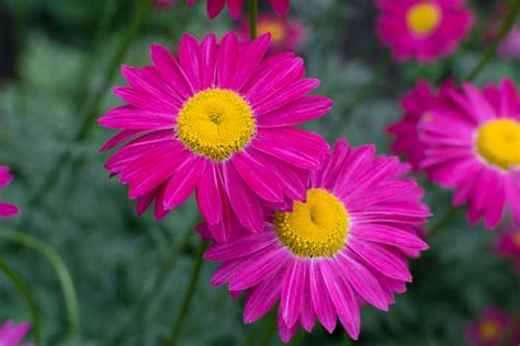 The Marguerite Daisy Minneopa Orchards