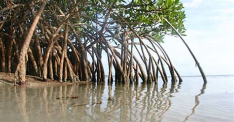 La Mangrove Un écosystème Qui Protège Les Côtes Home 7sur7be