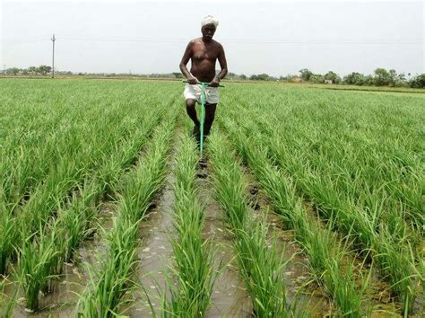 Boosting Tamil Nadus Agriculture Case For Private Investment