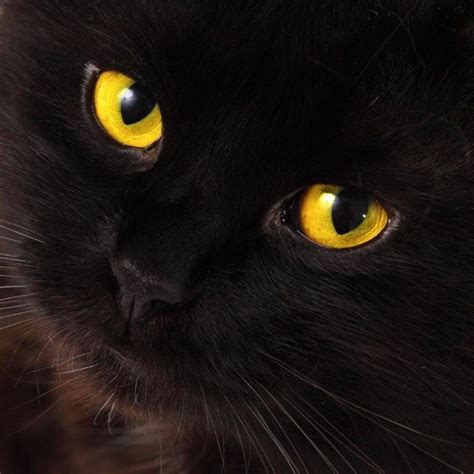 Black Cat With Yellow Eyes Blackcats Black Cat Breeds Cat