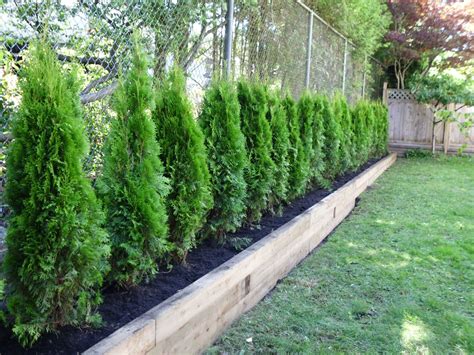 Best Privacy Fence Plants For Small Space Home Decorating Ideas