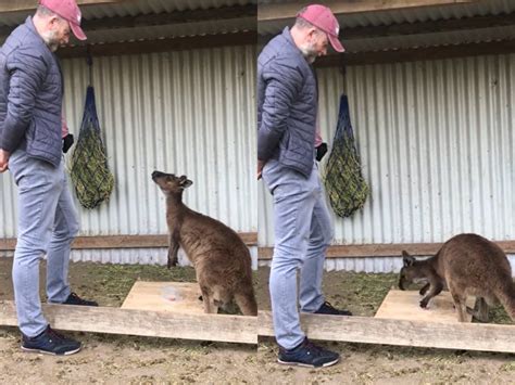 Kangaroos Can Communicate With Humans Kangaroos Can Communicate With