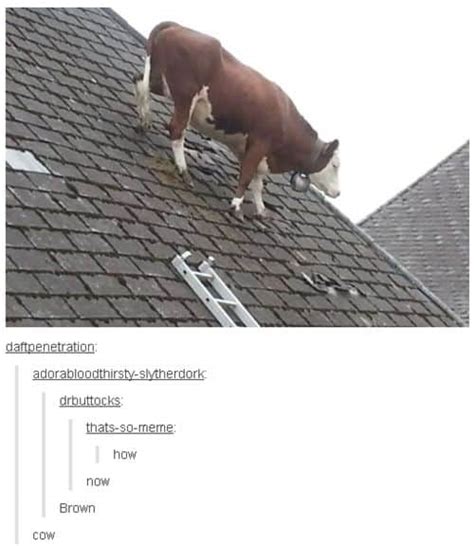 10 Hilarious Roofing Memes