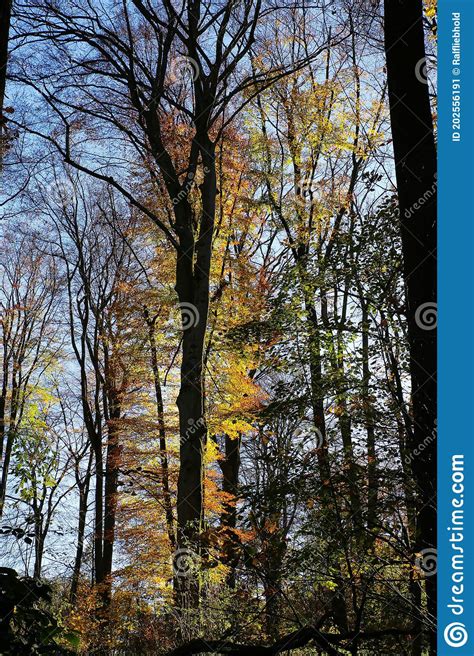 Panoramic View Into German Beech Tree Wood In Autumn Colors With
