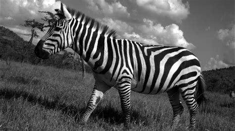 Where do zebras live ? Mpala Live! Field Guide: Plains Zebra | MpalaLive