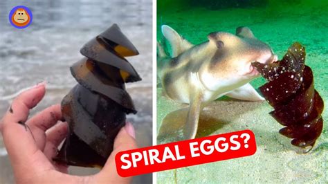 The Strange World Of Shark Eggs Youtube