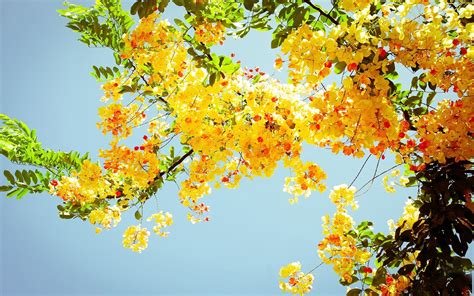🔥 Free Download Beautiful Yellow Flowers On A Tree Hd Nature Wallpaper