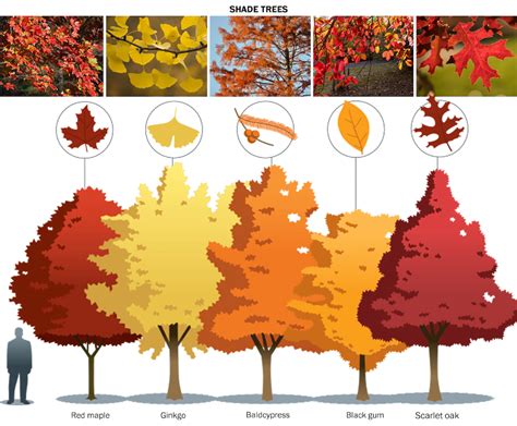 The 15 Best Trees And Shrubs For Fall Foliage The Washington Post