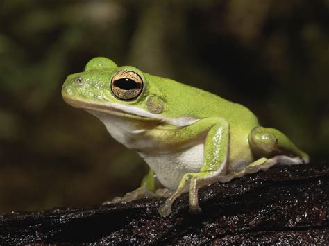 What Do Green Tree Frogs Eat In Captivity Go Green Collections