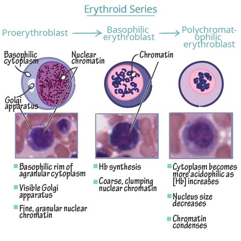 Histology Glossary Erythroid Series Histology Draw It To Know It
