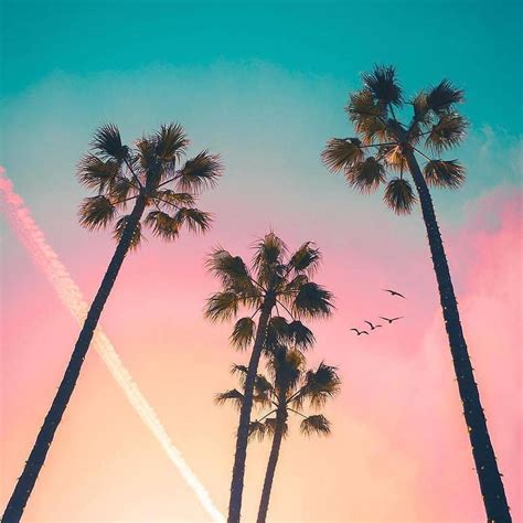 More images for aesthetic palm trees » Konbini France on Twitter | Palm trees wallpaper, Pretty ...