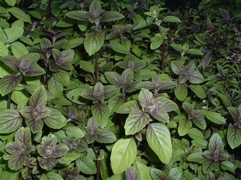 Potted Plants Companion Plants Ocimum African Blue African Blue Basil