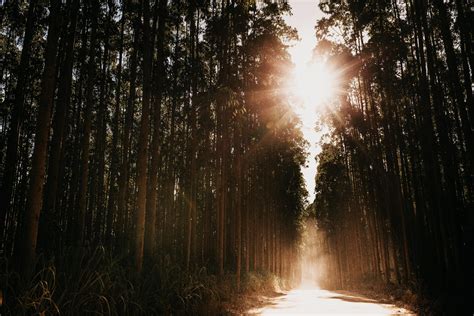 Wallpaper Forest Road Sunlight Trees Glare Rays Hd Widescreen