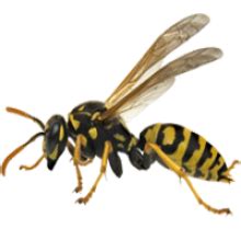 Wasp transparent background image | Background images, Transparent background, Background
