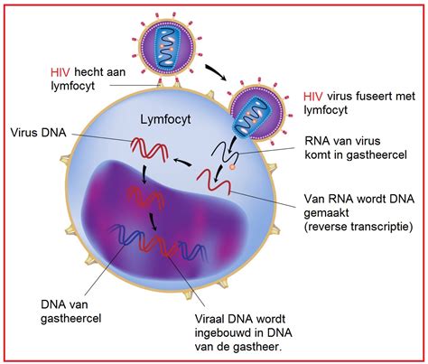 Human immunodeficiency virus (hiv) is an infection that attacks the body's immune system, specifically the white blood cells called cd4 cells. HIV