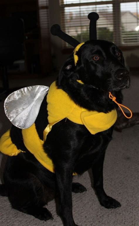 19 Costumes That Prove Labradors Always Win At Halloween Dog