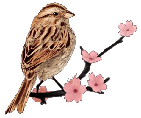 Cherry blossom tattoo, Sparrow tattoo, Sparrow tattoo design
