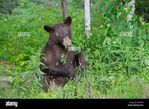 Black Bear Minnesota Usa Stock Photo Alamy