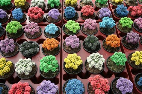 ¡todo sobre el cactus san pedro!, con fotografías y videos para conocerlo e identificarlo. Cactus teñidos | Nunca te acostarás sin saber algo nuevo