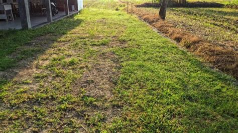 What To Do With Areas Of Yard That Wont Grow Grass Ideas Farmer Grows