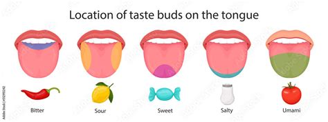 Vetor De Taste Buds Of The Tongue Sour Sweet Bitter Salty And Umami Taste Vector