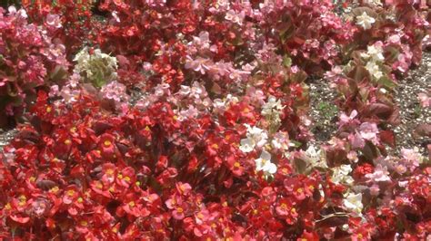 Begonias And Full Sun This Week In The Garden Youtube