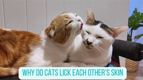 Why Do Cats Lick Each Others Skin TOP Reasons Oxford Pets