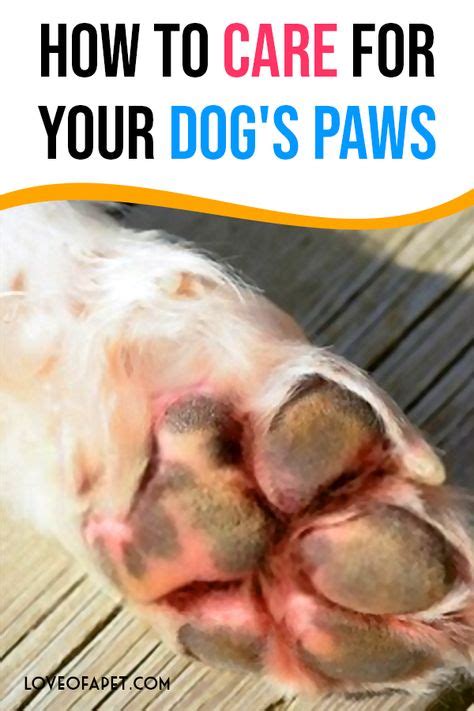 How To Care For Your Dogs Paws 8 Tips In 2020 Dog Paws Dry Paws