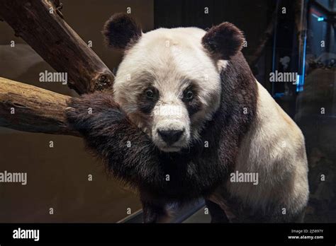 Praeprat Des Bao Bao Aus Dem Berliner Zoo Großer Panda Ailuropoda