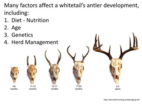 ppt white tailed deer biology and adaptations powerpoint presentation id 2797280
