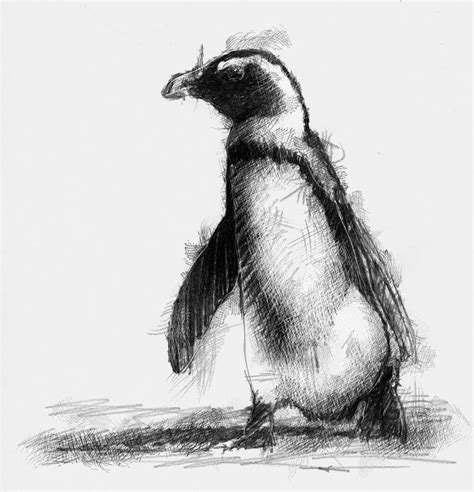 Penguin Seanbriggs Charcoal Art Animal Art Art Drawings