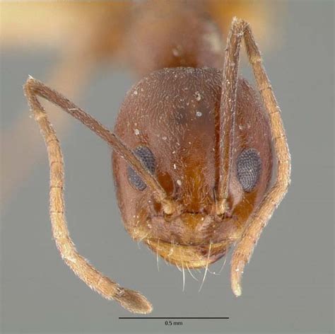 Pyramid Ant Dorymyrmex Flavus Insect