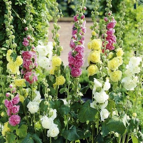 Hollyhock Seeds Chaters Double Flower Seeds In Packets And Bulk