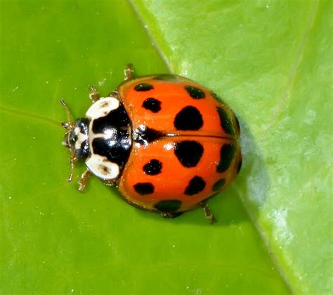 Multicolored Asian Lady Beetle Animal Patterns Canadian