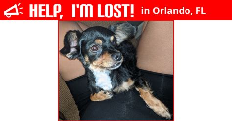 Be sure to comment on the post so that you will get notified when other people comment. Lost Dog (Orlando, Florida) - Bentley