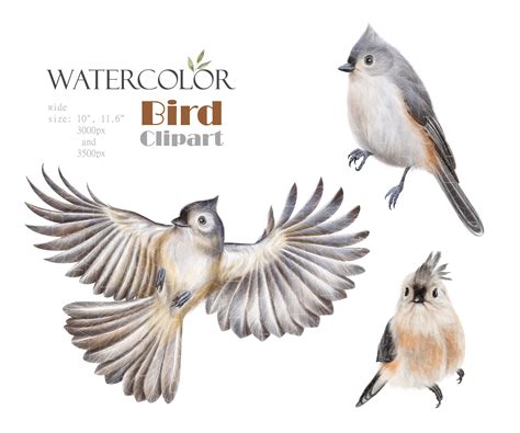 Watercolor Tufted Titmouse Clipart Little Grey Birds Png Etsy