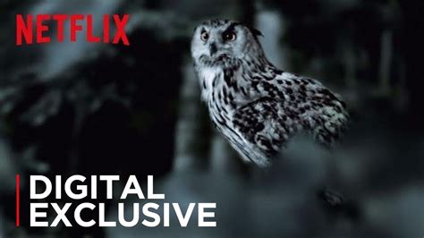 The Staircase The Owl Theory Netflix Youtube