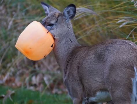 Video Deer Gets Mouth Stuck In Plastic Pumpkin Outdoorhub