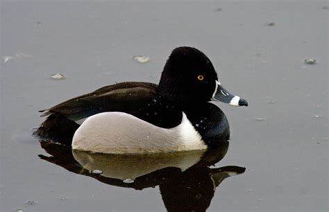 Do Not Change The Name Of Ring Necked Duck To Ring Billed Duck Greg