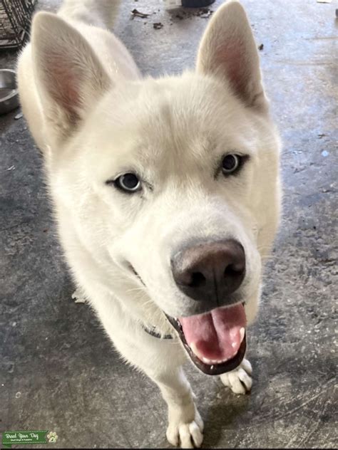 White Siberian Husky Stud Dog In Pa The United States Breed Your Dog