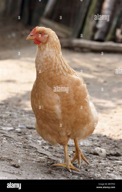 Hen Chicken Bird Comb Hi Res Stock Photography And Images Alamy