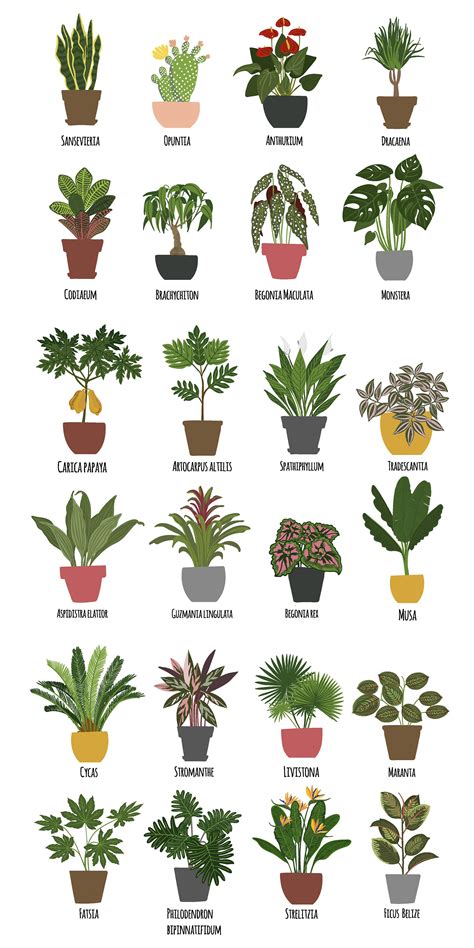 Indoor Flowering Plants With Names