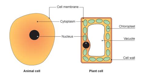 Animal cells do not have these rigid exteriors. BBC - GCSE Bitesize: Growth