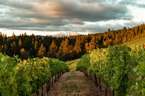 Columbia Valley Ava Wine Region Oregon Wine