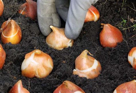 Summer Flowering Bulbs Planting Guide At The Home Depot