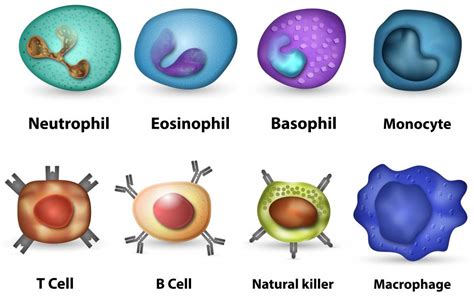 What Are Hemosiderin Laden Macrophages With Pictures