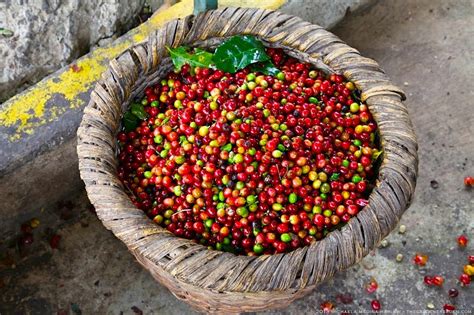 This is a detailed costa rican coffee guide page, but if you've ever been curious about brazilian coffee, we have that as well! Coffee harvest will fall 11% in the 2018-2019 season - Q ...