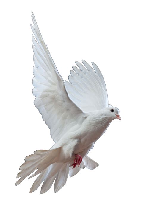 Dove Png Transparent Images Png All